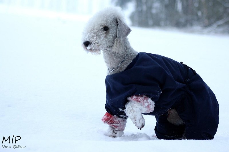 2010-12-19 Airis Blue Volshebny Svet (4).jpg